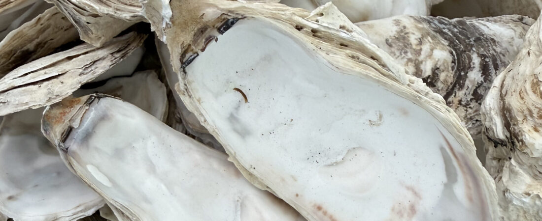 How Microalgae and Oysters Trap Atmospheric Carbon