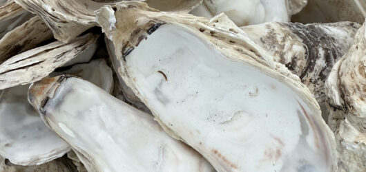 How Microalgae and Oysters Trap Atmospheric Carbon